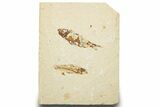 Two Cretaceous Fossil Fish Plate - Lebanon #248458-1